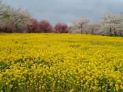 skycrawler����̐ԏ��ʐ�{���̓��e�ʐ^1