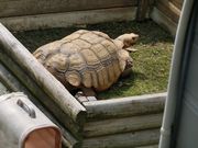 ނ炳񂳂̉̑̓eʐ^1