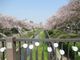 鶴亀松竹梅扇さんの山崎川堤の桜の投稿写真1