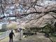 鶴亀松竹梅扇さんの山崎川堤の桜の投稿写真4