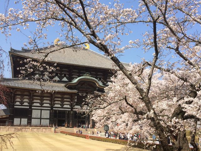 奈良公園の桜】アクセス・営業時間・料金情報 - じゃらんnet