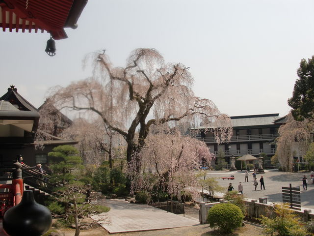 �����悩�����B_�g���R�v�����̃V�_���U�N��