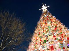 ���[������̘Z�{�؃q���Y�ւ̓��e�ʐ^1