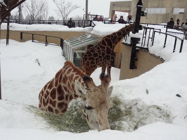 ����񂳂�_���R������