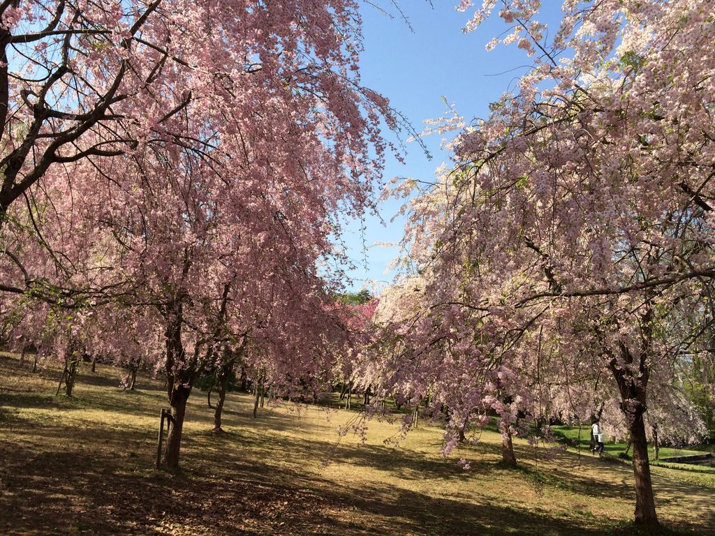 悠久山公園