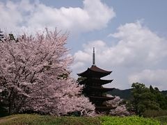 SP記念‼️お城✨お寺✨桜咲く✨瑠璃光寺✨五重の塔✨SPハイグレード、ジオラマ 山口市の桜の名所と、瑠璃光寺五重塔プロジェクションマッピング