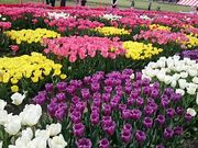 񂿂񂳂̒o[TChp[N̓eʐ^1