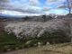 けいこさんの加護坊山の桜の投稿写真1