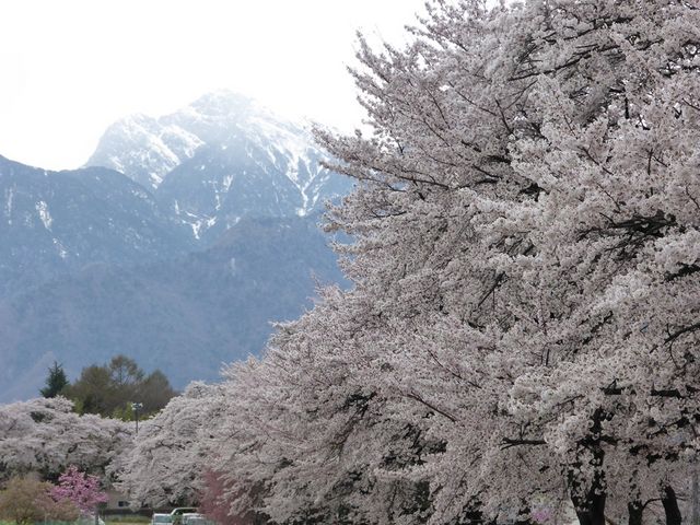 眞原の桜並木 アクセス 営業時間 料金情報 じゃらんnet