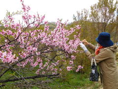 花見山公園の口コミ一覧 2ページ目 じゃらんnet