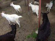 ܂񂳂̓암uˌ̓eʐ^1