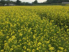 三本木 菜の花まつり アクセス イベント情報 じゃらんnet