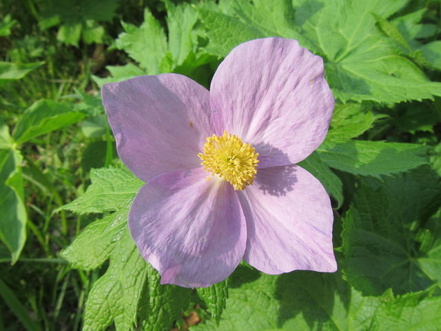 �V���l�A�I�C�̉�_�I�I�o�i�m�G�����C�\�E�E�V���l�A�I�C