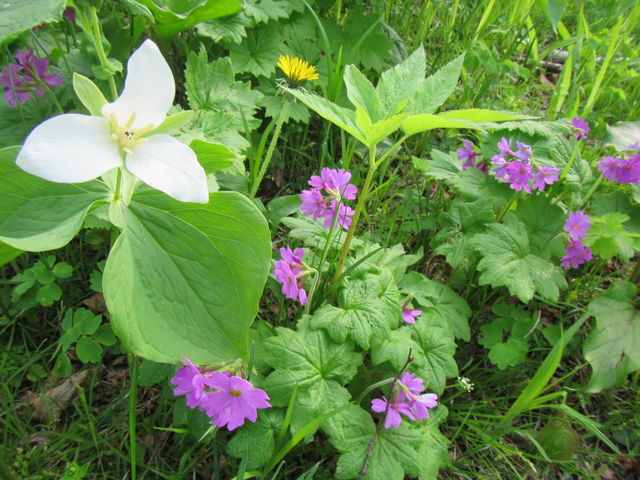 �I�I�o�i�m�G�����C�\�E�ƃT�N���\�E_�I�I�o�i�m�G�����C�\�E�E�V���l�A�I�C