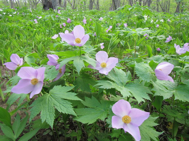 �V���l�A�I�C�̌Q��_�I�I�o�i�m�G�����C�\�E�E�V���l�A�I�C