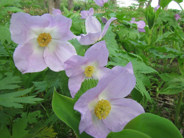 �炫�����V���l�A�I�C_�I�I�o�i�m�G�����C�\�E�E�V���l�A�I�C