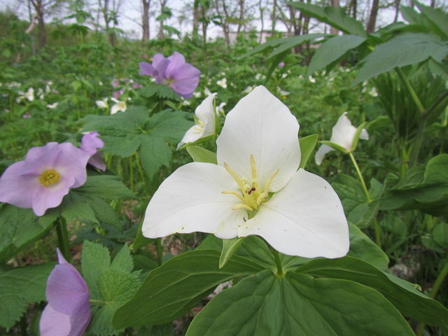 �I�I�o�i�m�G�����C�\�E�ƃV���l�A�I�C�������Ō�����_�I�I�o�i�m�G�����C�\�E�E�V���l�A�I�C