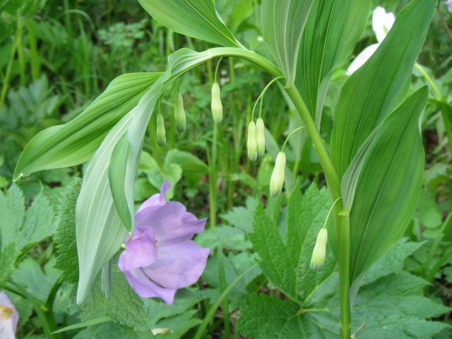 �V���l�A�I�C�ƃi���R�������ȁH_�I�I�o�i�m�G�����C�\�E�E�V���l�A�I�C