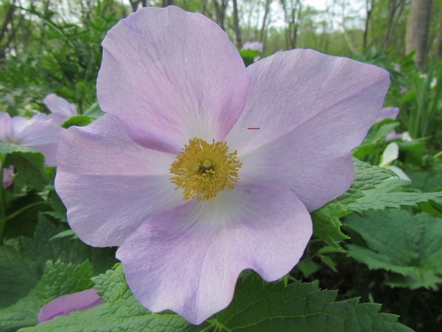 ���ꂢ�ȃV���l�A�I�C�̉�_�I�I�o�i�m�G�����C�\�E�E�V���l�A�I�C