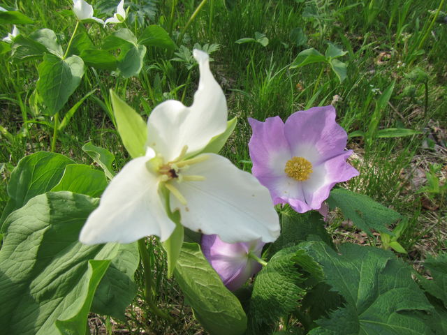 �I�I�o�i�m�G�����C�\�E�ƃV���l�A�I�C�̉�_�I�I�o�i�m�G�����C�\�E�E�V���l�A�I�C