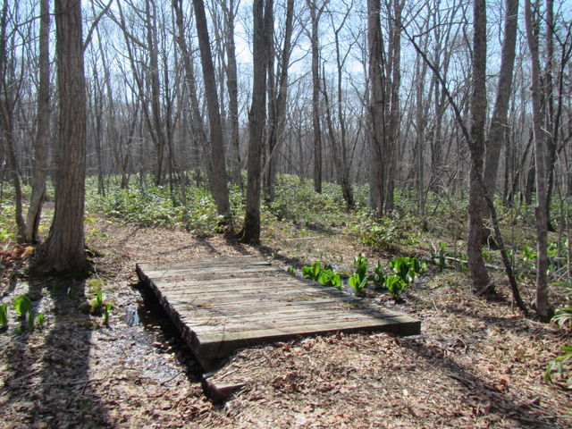 �f�p�ȎU���H_����X�ь����V����