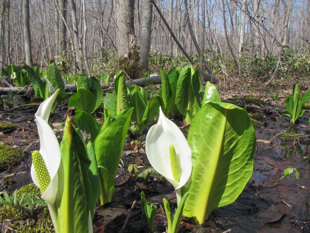 4�������{�̓~�Y�o�V���E��������_����X�ь����V����