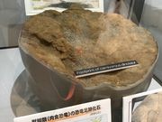 ܁[񂳂̌䏊YIق̓eʐ^2