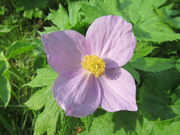 ̃IIoimGC\EEVlAIC̓eʐ^10