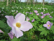 ̃IIoimGC\EEVlAIC̓eʐ^11