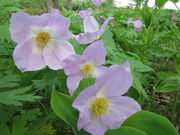 ̃IIoimGC\EEVlAIC̓eʐ^4