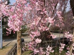 �}���[����̔��؂̓��ւ̓��e�ʐ^1