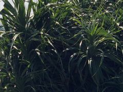 �ҁ[�̂���̏��u��Ԃ̐A���Q���ւ̓��e�ʐ^1