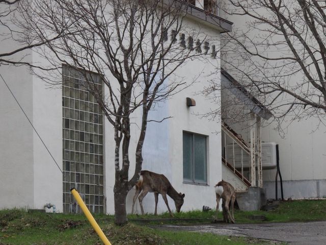 �G�]�V�J_�ʂ��т猹�򋽃X�L�[��