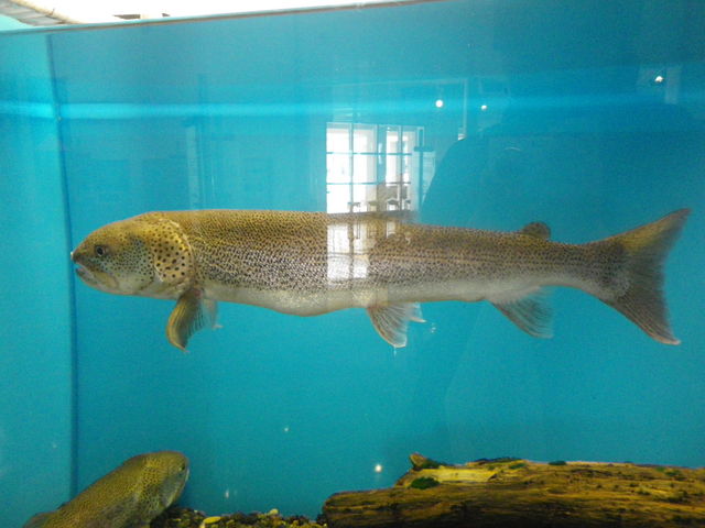 �C�g�E����_�����ΔȃG�R�~���[�W�A���Z���^�[