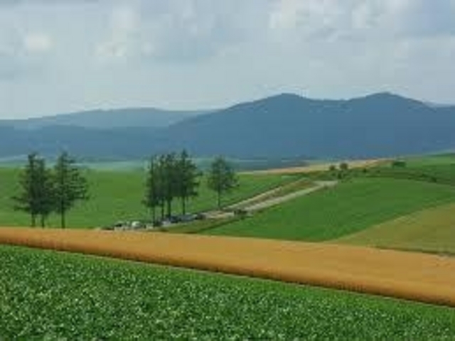 �p�b�`���[�N�̋u_�p�b�`���[�N�̘H