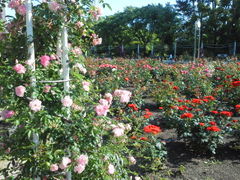薔薇が満開 鶴舞公園花まつりの口コミ じゃらんnet 薔薇が満開 鶴舞公園花まつりの口コミ じゃらんnet