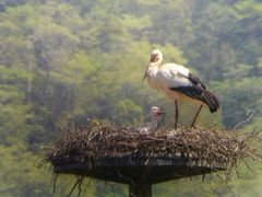 炿񂳂1Ԍ500~όoXu܂vւ̓eʐ^1