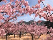 ec̓̉wu[܁[Ɓv^͒Í̓eʐ^1