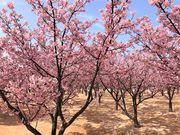 ec̓̉wu[܁[Ɓv^͒Í̓eʐ^2