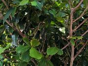 ���Ȃ���̐Ί_�i���̕�̓��e�ʐ^1