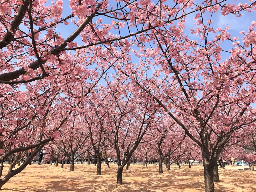 全国の河津桜 寒桜など 早咲き桜 スポット30選 ひと足早く春気分 2 じゃらんnet