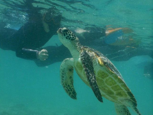 ���p���ׁ̈A�E�~�K�����ڂ̑O�ɏオ���Ă��܂����I
���v3�C�̃E�~�K���ɉ�܂�����B_SEA ENJOY