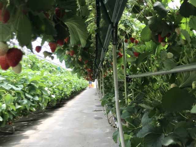 イチゴのトンネル!?
_新井ファームはっぴーいちご園