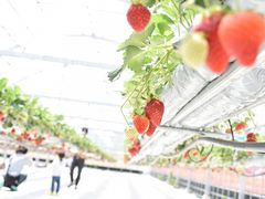 �A����̎��̗��_���ւ̓��e�ʐ^1