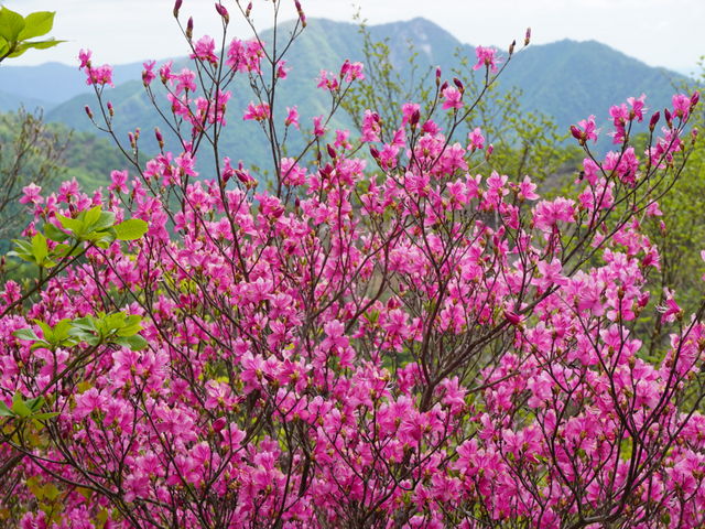 �X�[�p�[�ѓ������̓o�R���ɍ炭�~�c�o�c�c�W_���Y��