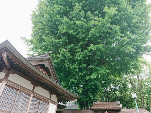 ����̂�������̒O���_�Ђ̃C�`���E�̓��e�ʐ^1