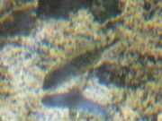 ڂ炳̑]Ձi򕌌_sj̓eʐ^6