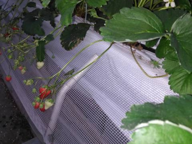 �J�V�ł��n�E�X���Ȃ̂ł������傤��_�A�N�g�������t�@�[��