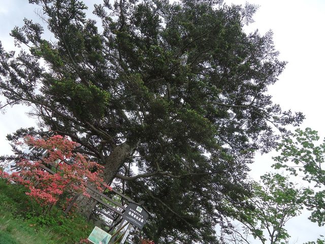 TAG̑D隬̞m؂̓eʐ^1