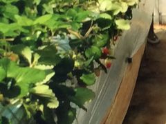 �͂ނ�����̏H�{�_���ւ̓��e�ʐ^1